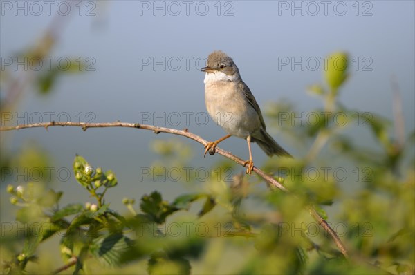 Whitethroat