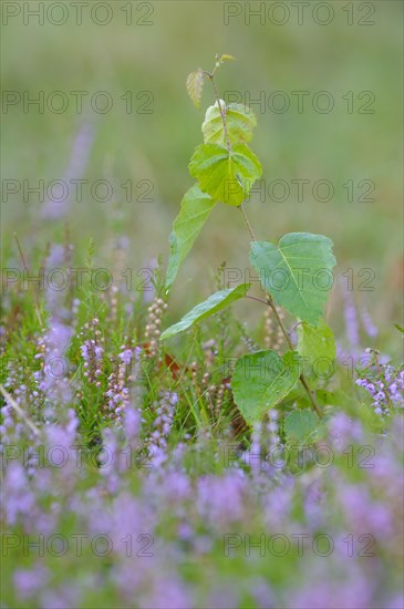 Weeping birch