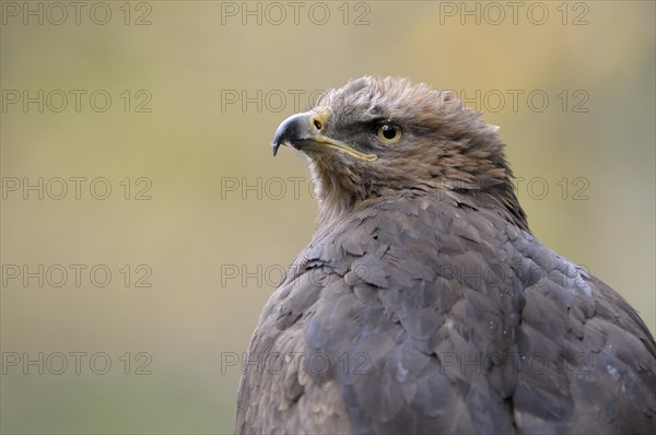 Lesser Spotted Eagle