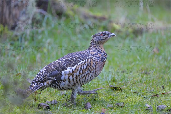 Capercaillie