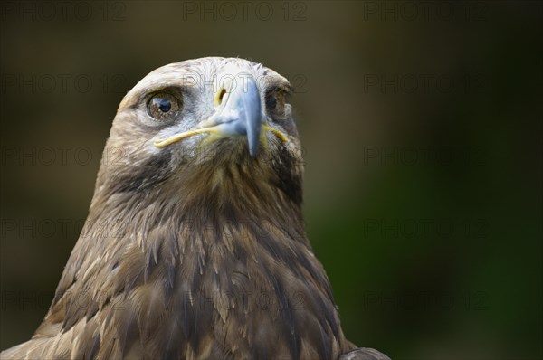 Eastern imperial eagle