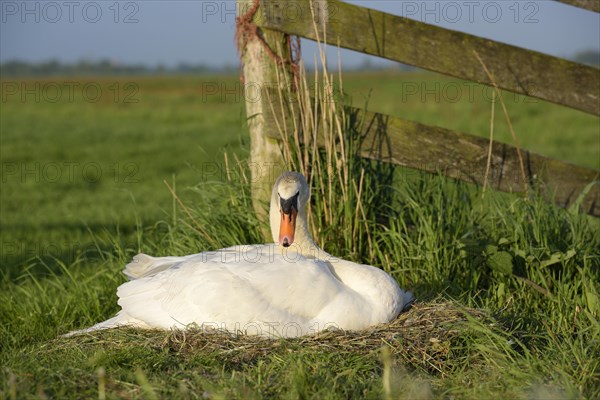 Mute swan