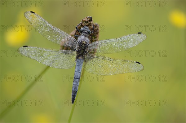 Large blue arrow