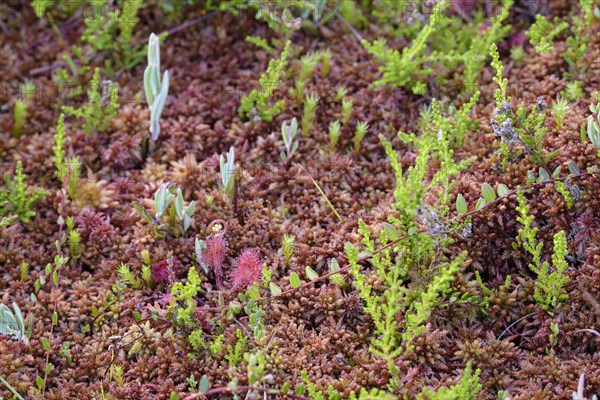 Round-leaved sundew