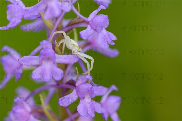 Variable crab spider