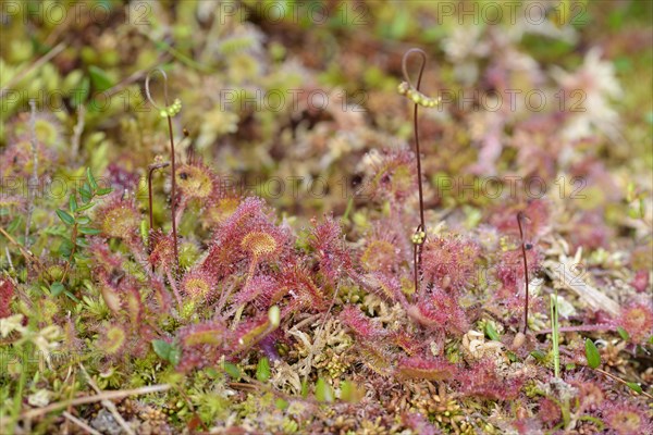 Round-leaved sundew