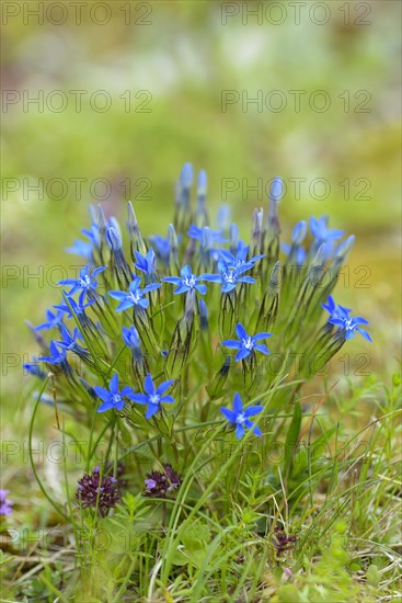 Spring gentian