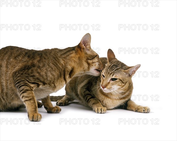 BROWN TABBY ORIENTAL DOMESTIC CAT