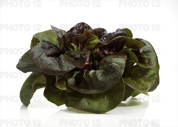 French lettuce called Rougette