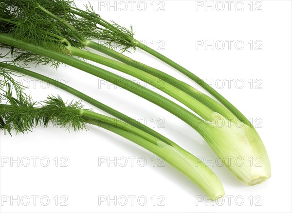 Small fennel