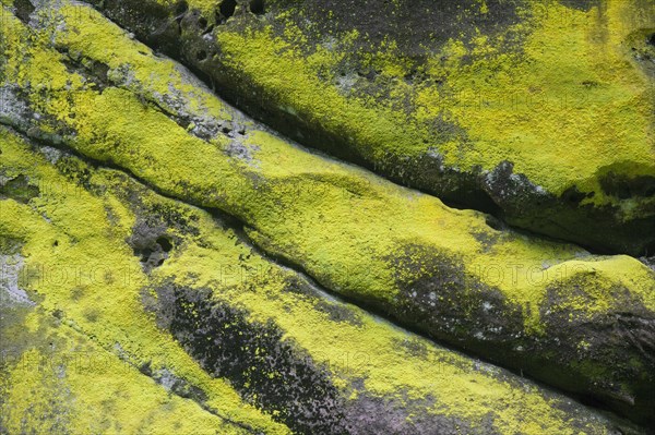 Sulphur dust lichen