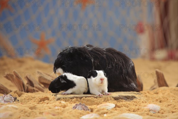 Sheltie guinea pig