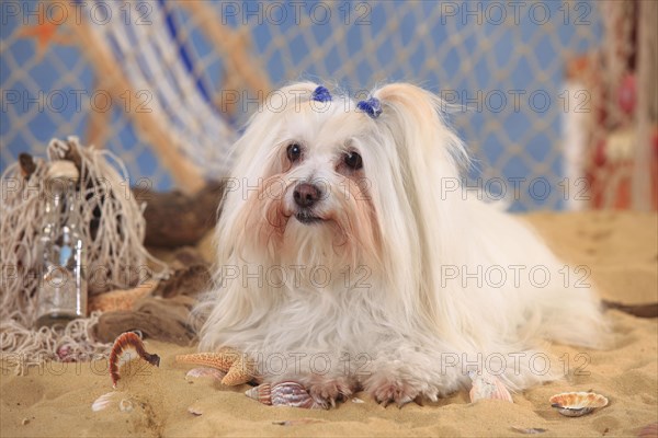 Coton de Tulear