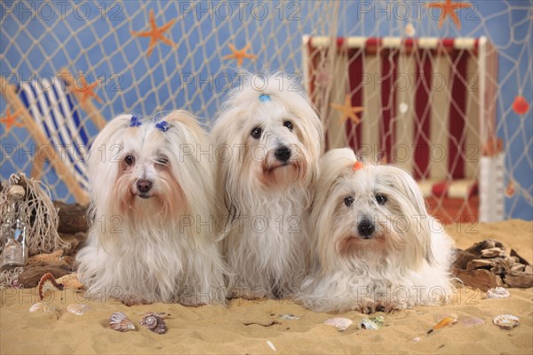 Coton de Tulear