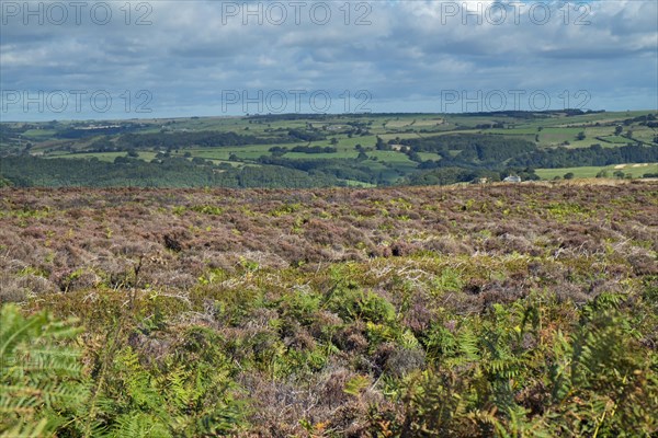 View of heather moorland with grazing pasture in distance