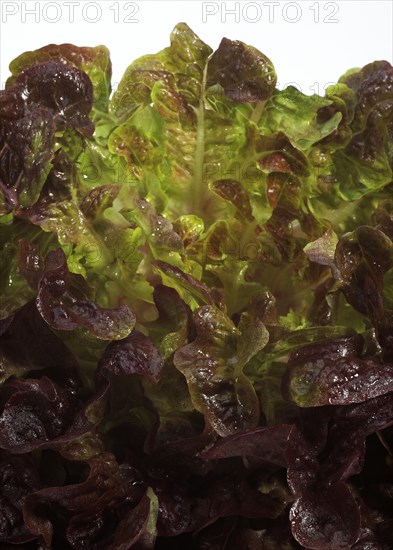 French lettuce called corne de cerf