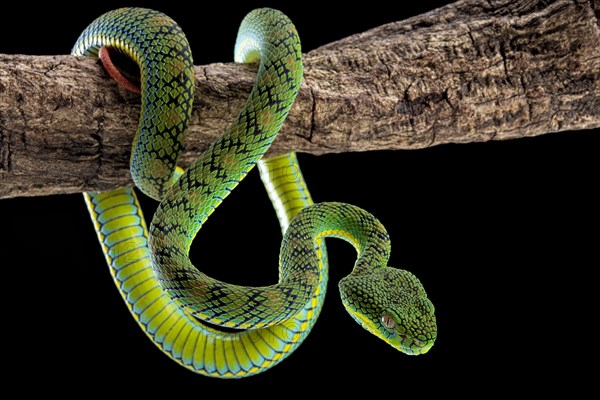 Palawan Pit Viper