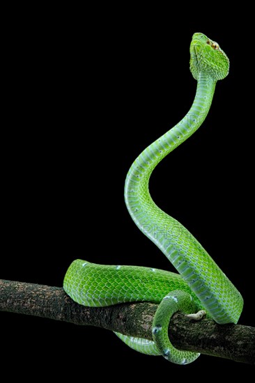 North Philippine Temple Pit Viper