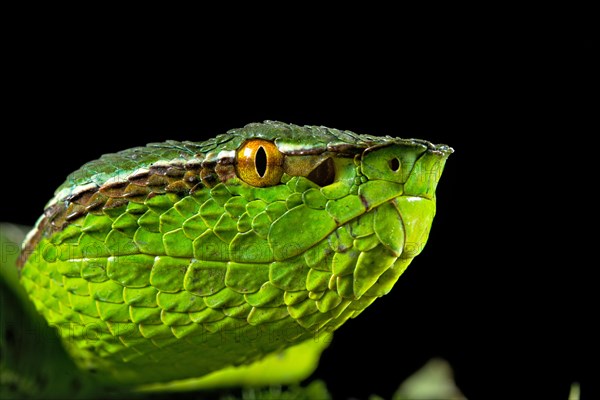 North Philippine Temple Pit Viper