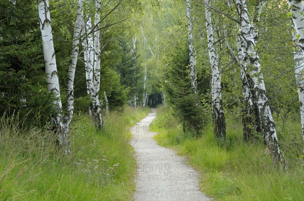 Path through birch forest in moor