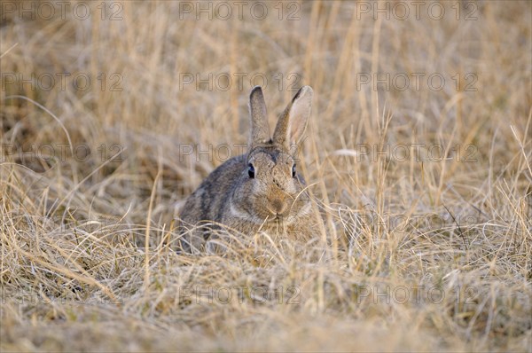 European wild rabbit