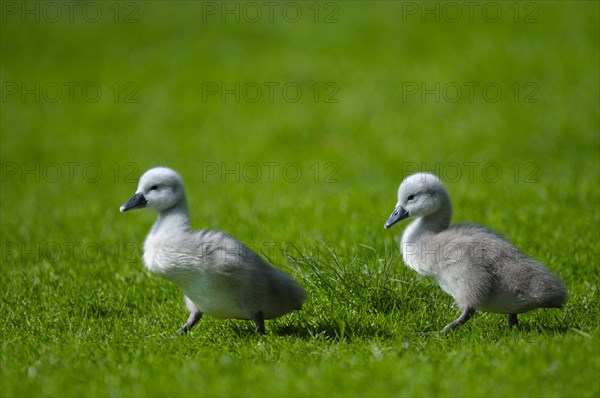 Mute swan