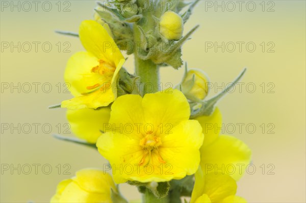 Large-flowered mullein