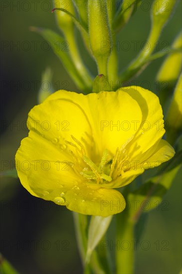 Common evening primrose