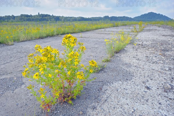 St. John's wort