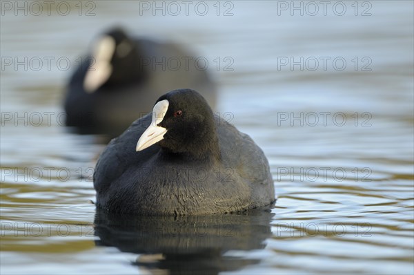 Eurasian Eurasian Eurasian Eurasian Eurasian Eurasian Eurasian Eurasian Eurasian Coot