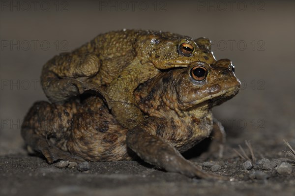 Common toad