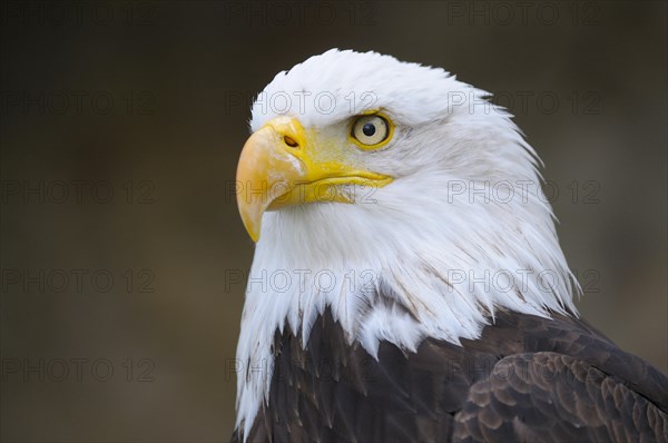 Bald eagle