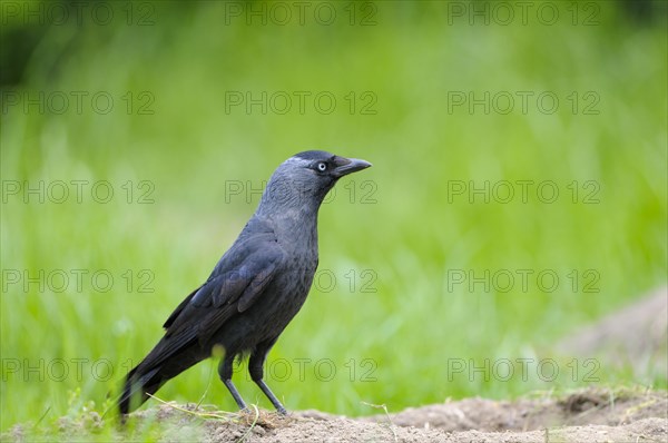 Jackdaw