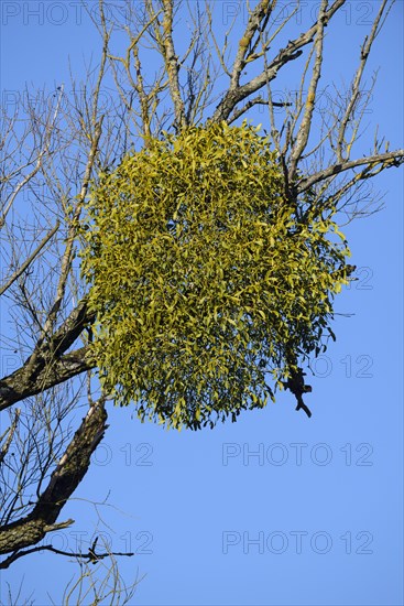 White berried mistletoe