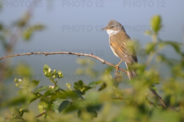 Whitethroat