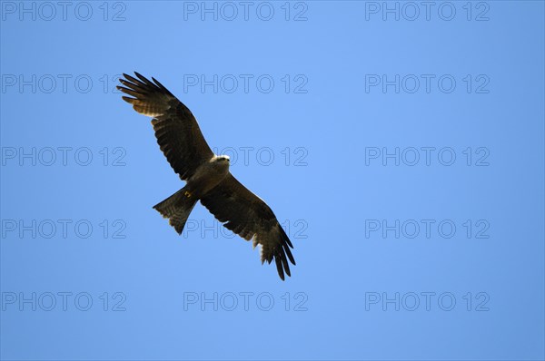 Black Kite