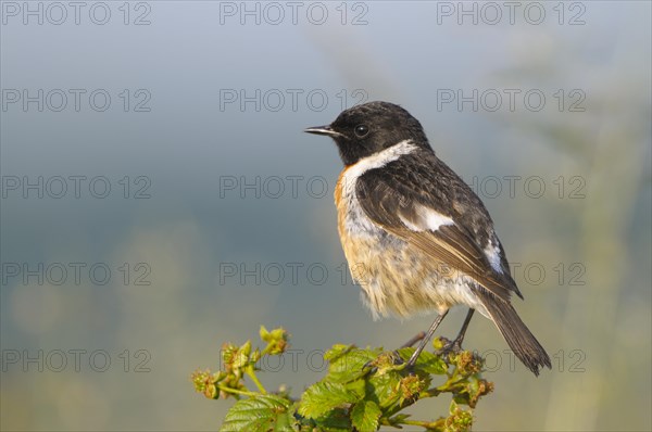 Stonechat