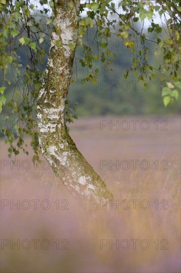 Weeping birch