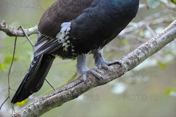 Capercaillie