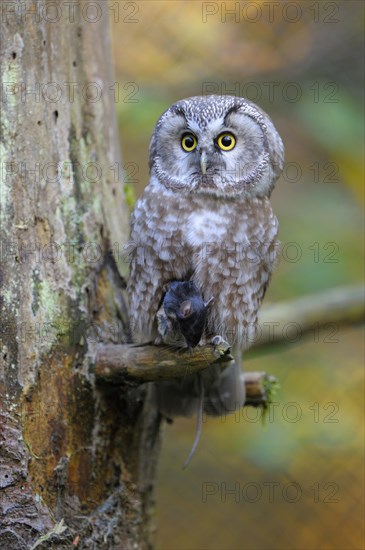 Great Horned Owl