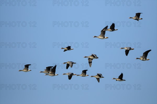 White-fronted goose