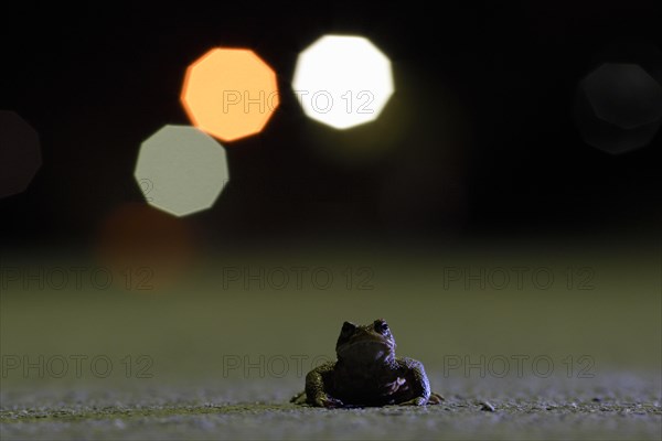 Common toad