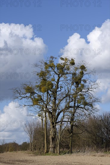 White berried mistletoe