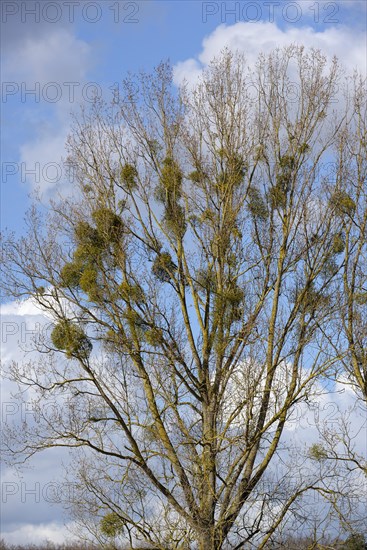 White berried mistletoe