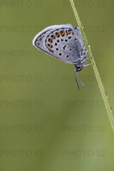 Argus blue butterfly