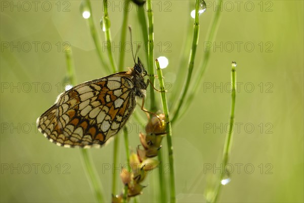 Common fritillary