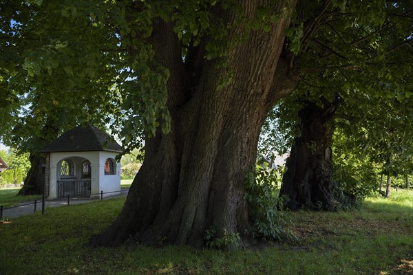 Lindenplatz with up to 1000 years old lime trees on Fraueninsel