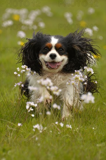 Cavalier King Charles Spaniel