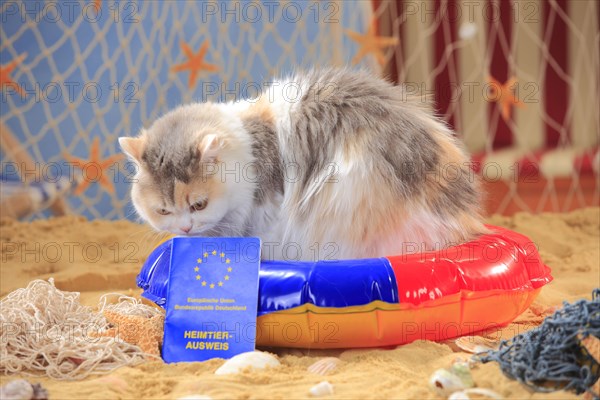 British longhair cat