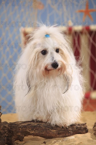 Coton de Tulear